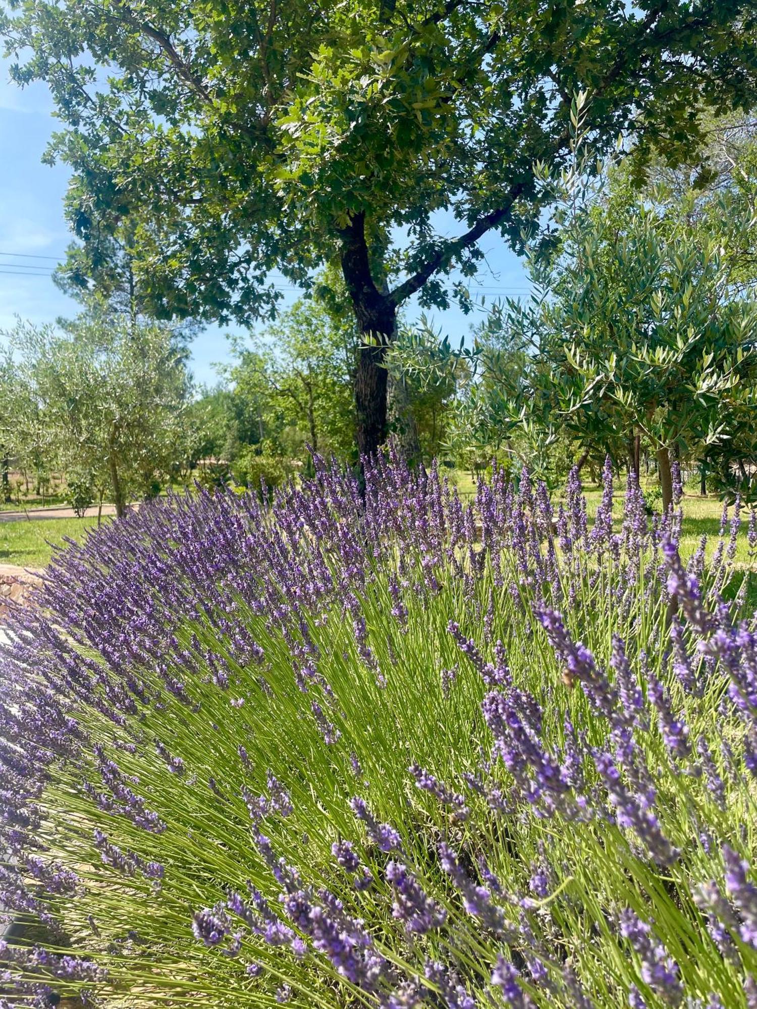 Superbe Villa Seillans La Grande Bastide Avec Piscine, Jardin, Climatisation Et Salle De Sport Екстер'єр фото